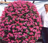 hanging basket